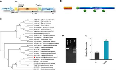 Harnessing the Lipogenic Potential of Δ6-Desaturase for Simultaneous Hyperaccumulation of Lipids and Polyunsaturated Fatty Acids in Nannochloropsis oceanica